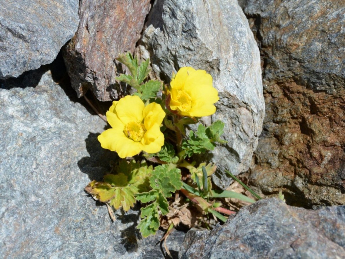 Geum reptans / Cariofillata delle pietraie